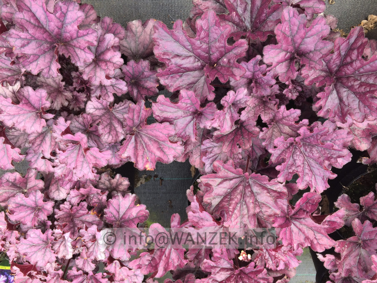 Heuchera Hybride Forever Purple 02.JPG